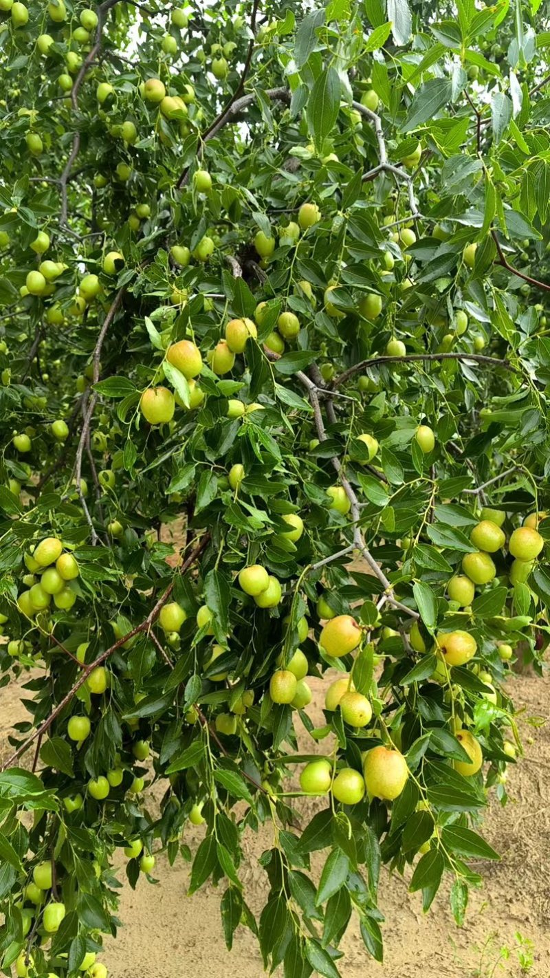 大荔水枣
