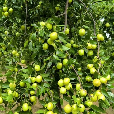 大荔水枣