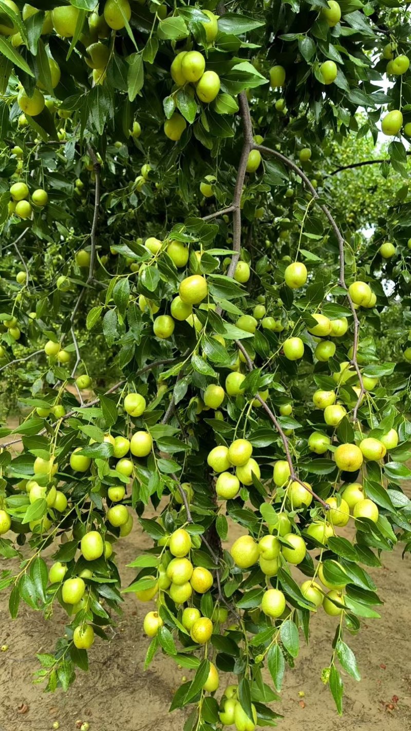 大荔水枣