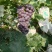 惊亚葡萄大量上市