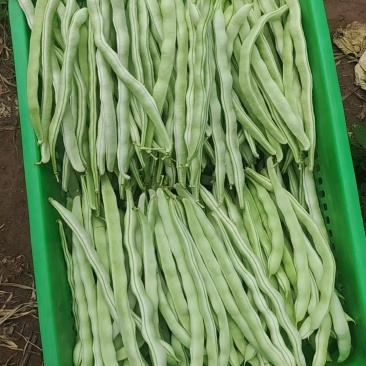 架豆王精品