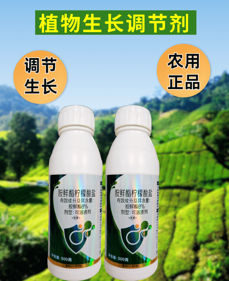 8%胺鲜酯柠檬酸盐调节生长提高叶绿素光合作用
