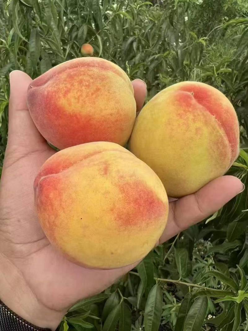 广水锦绣黄桃