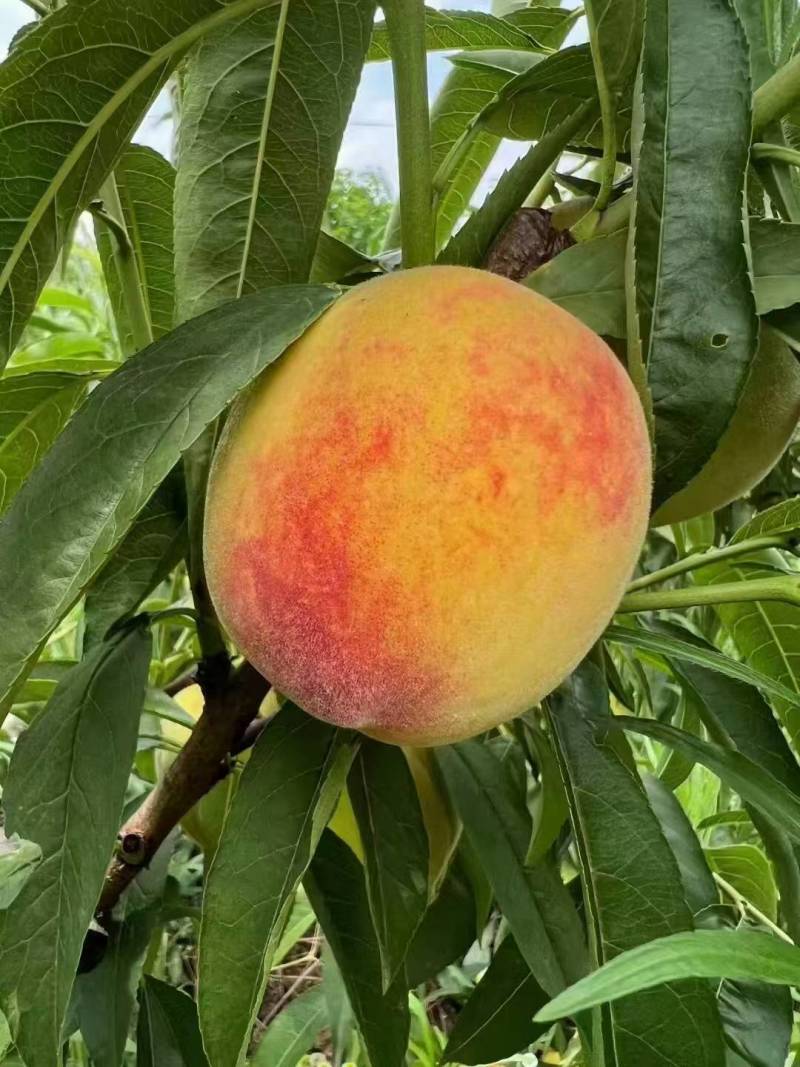 广水锦绣黄桃
