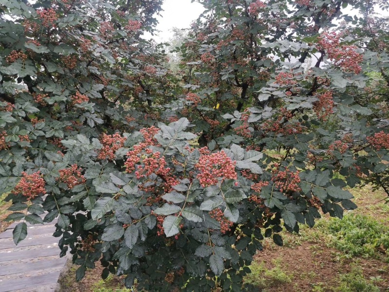 凤县大红袍花椒