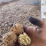 云南高山薄皮核桃麻子核桃抛核桃