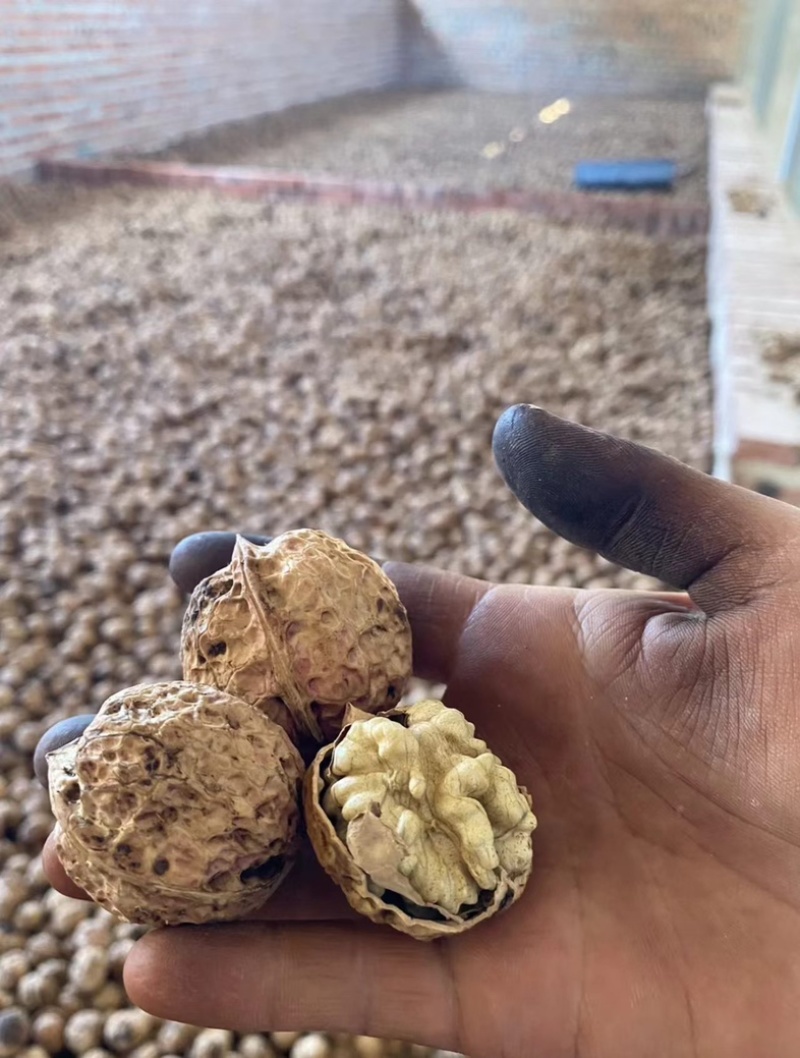 云南高山薄皮核桃麻子核桃抛核桃