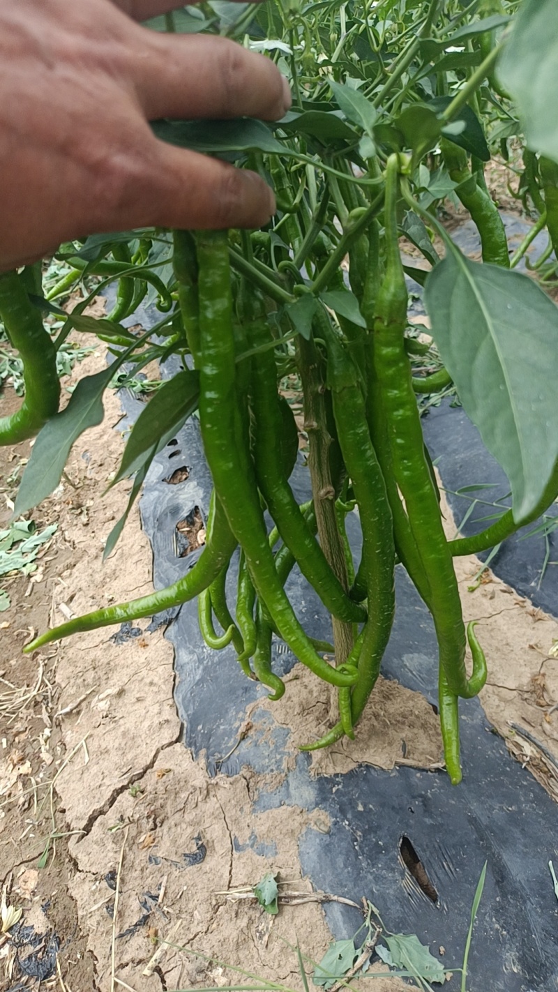 二荆条