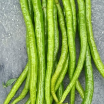 二荆条