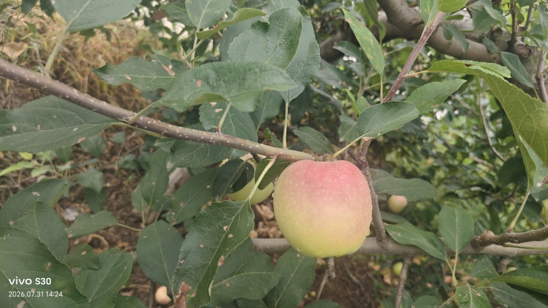 嘎拉苹果大量上市。有需要的可以联系。货源充足口感脆甜。