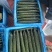 贵州精品密刺黄瓜产地直发可长期供应保质保量