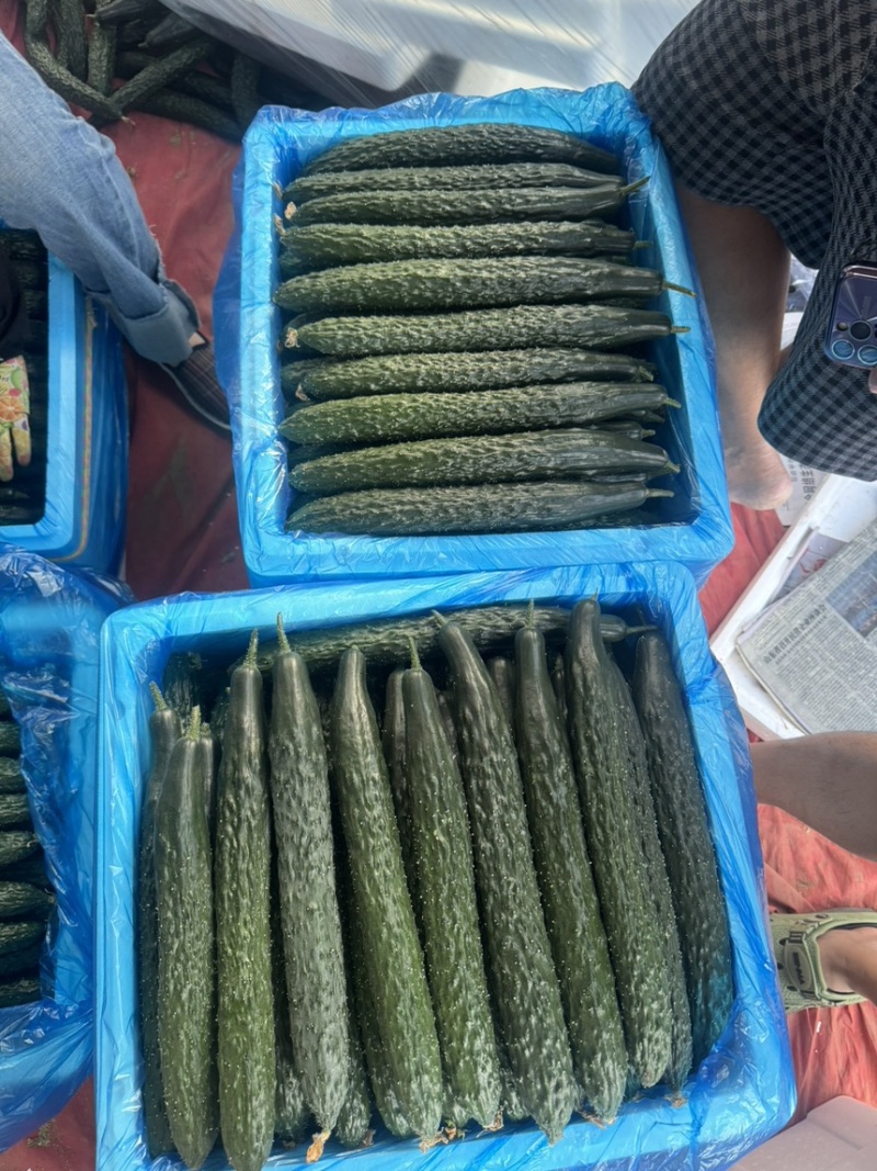 贵州精品密刺黄瓜产地直发可长期供应保质保量