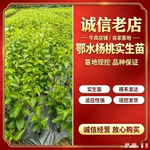 鄂水杨桃实生苗品质保证诚信经营欢迎联系