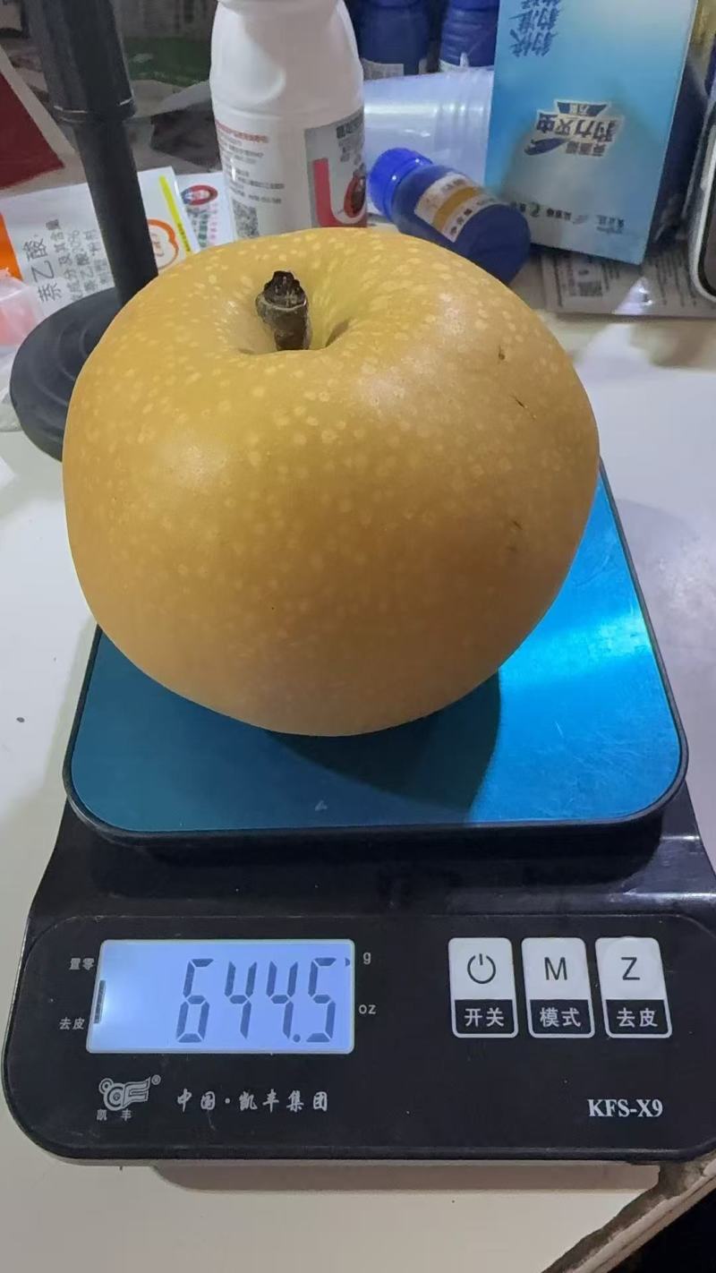 秋月梨山东秋月梨产地直发脆甜多汁保质保量对接全国