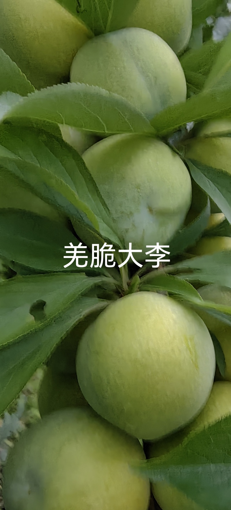 羌脆大李树苗，中晚熟个大离核肉脆丰产