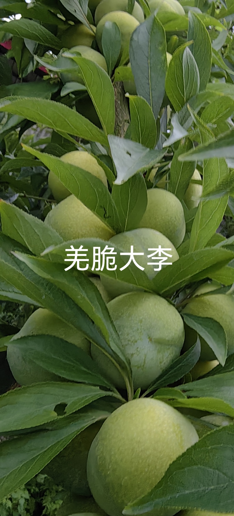 羌脆大李树苗，中晚熟个大离核肉脆丰产