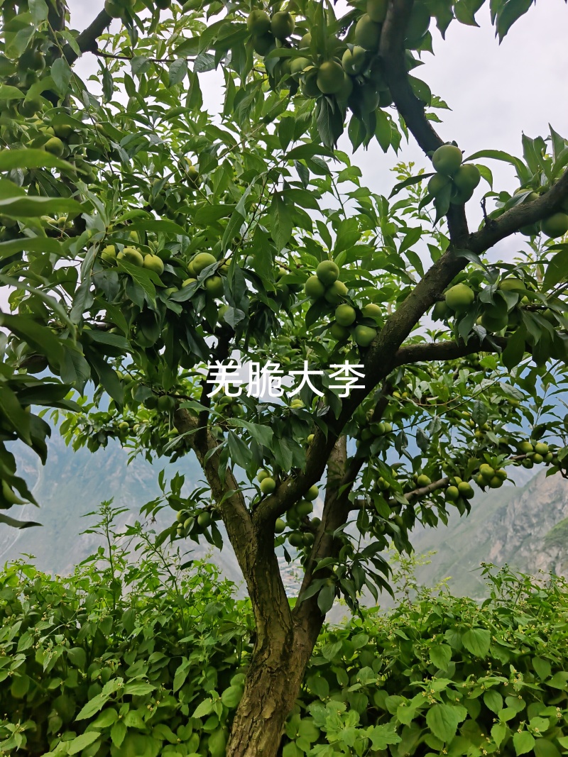羌脆大李树苗，中晚熟个大离核肉脆丰产