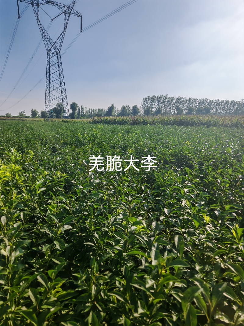 羌脆大李树苗，中晚熟个大离核肉脆丰产