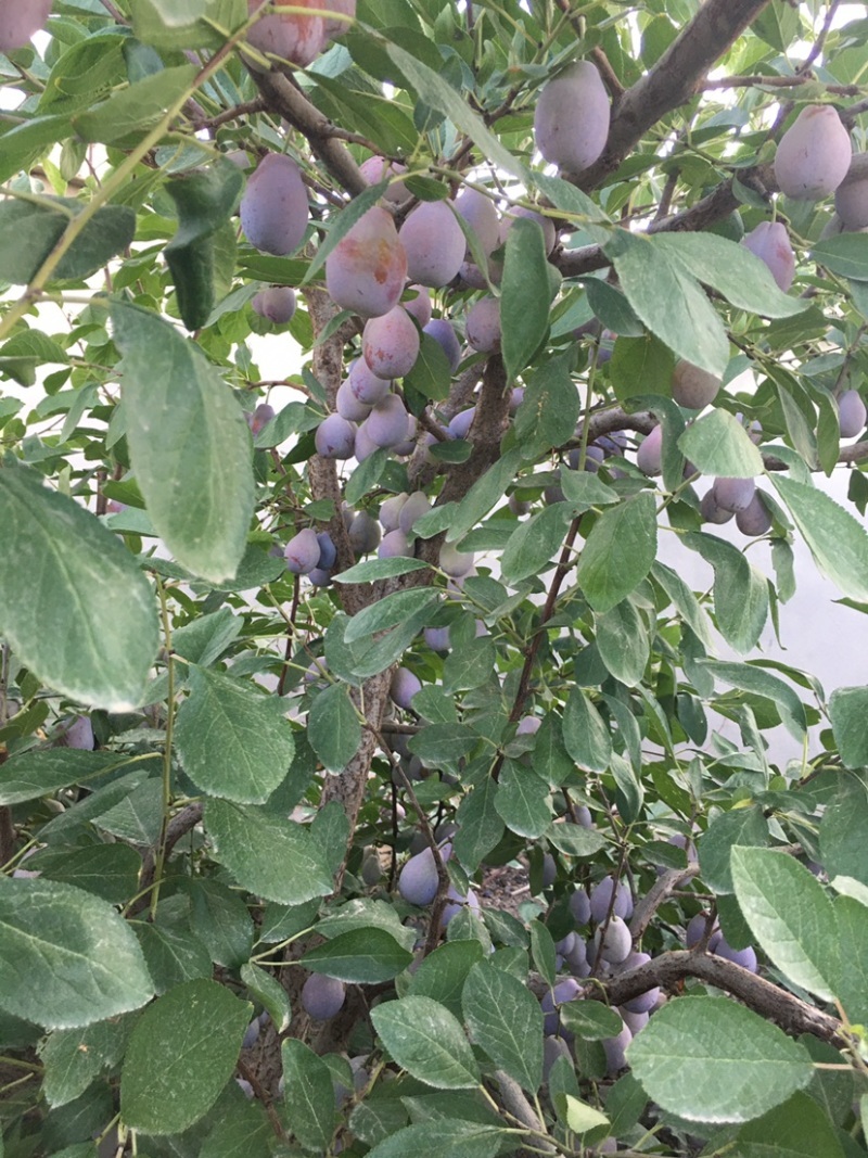 法兰西红西梅陕西西梅合阳西梅基地种植大量上市欢迎电联