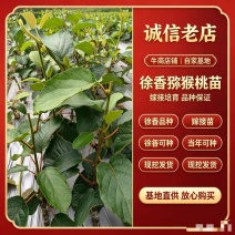 湖南徐香猕猴桃苗品质保证诚信经营欢迎联系自家基地