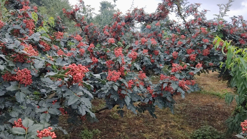 天水清水大红袍花椒