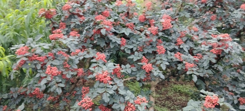 天水清水大红袍花椒