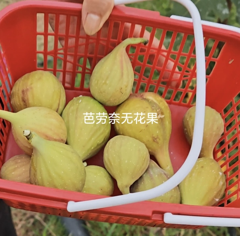 芭劳奈无花果枝条