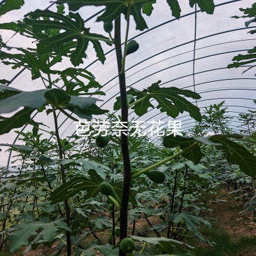 芭劳奈无花果枝条