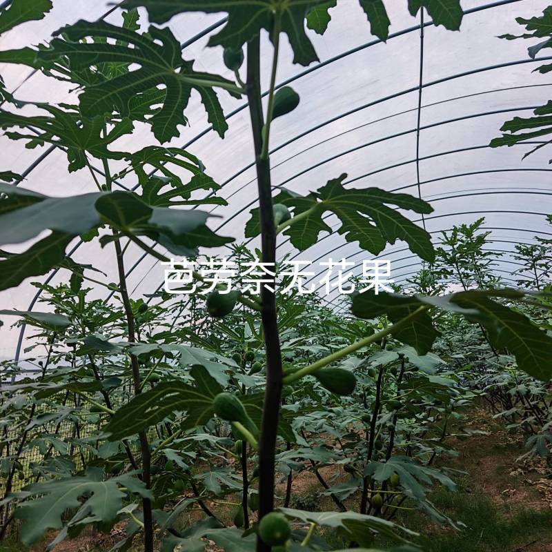 芭劳奈无花果枝条
