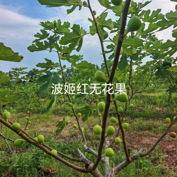 波姬红无花果树苗