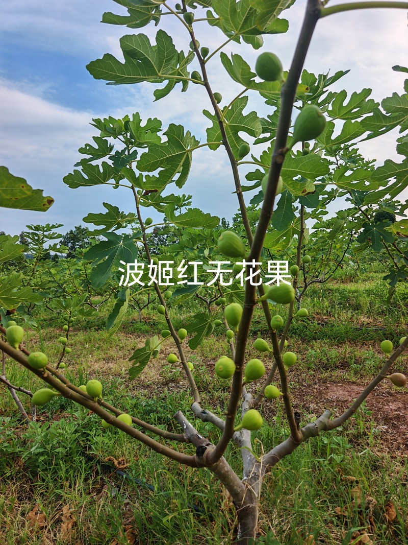 波姬红无花果树苗
