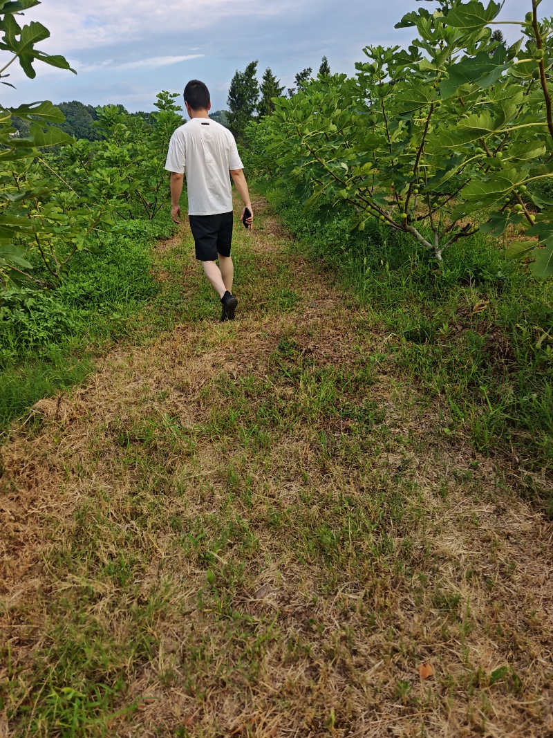 波姬红无花果树苗