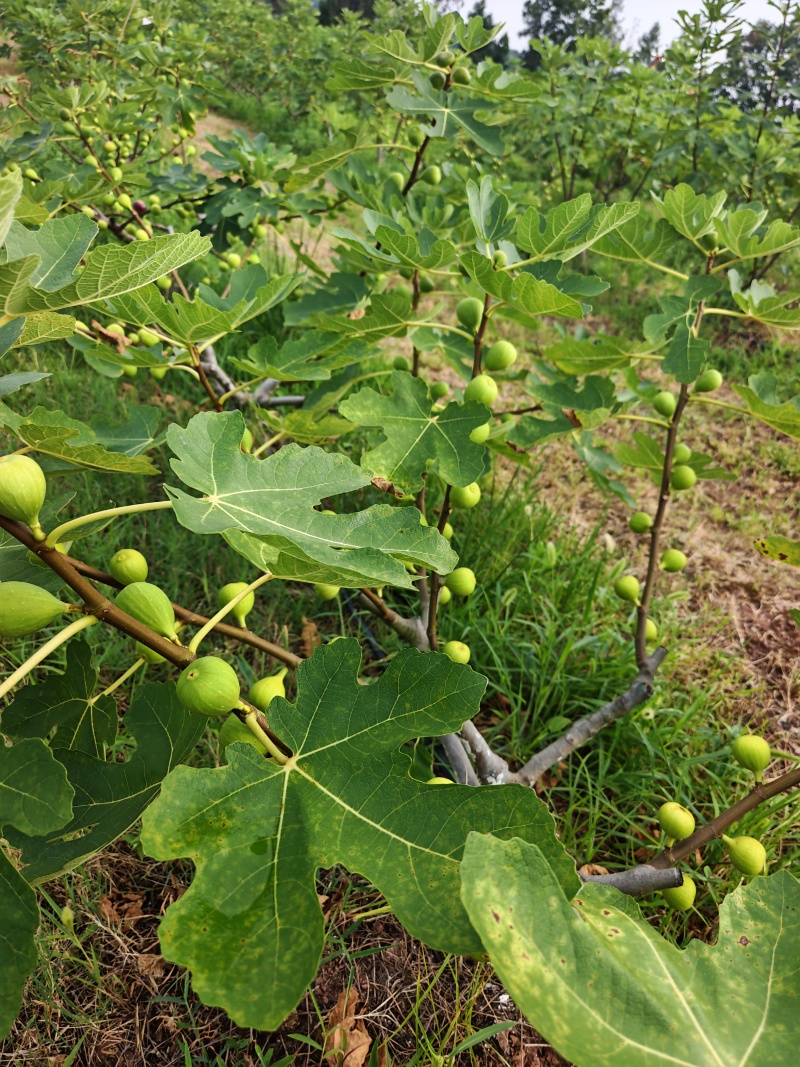 波姬红无花果树苗