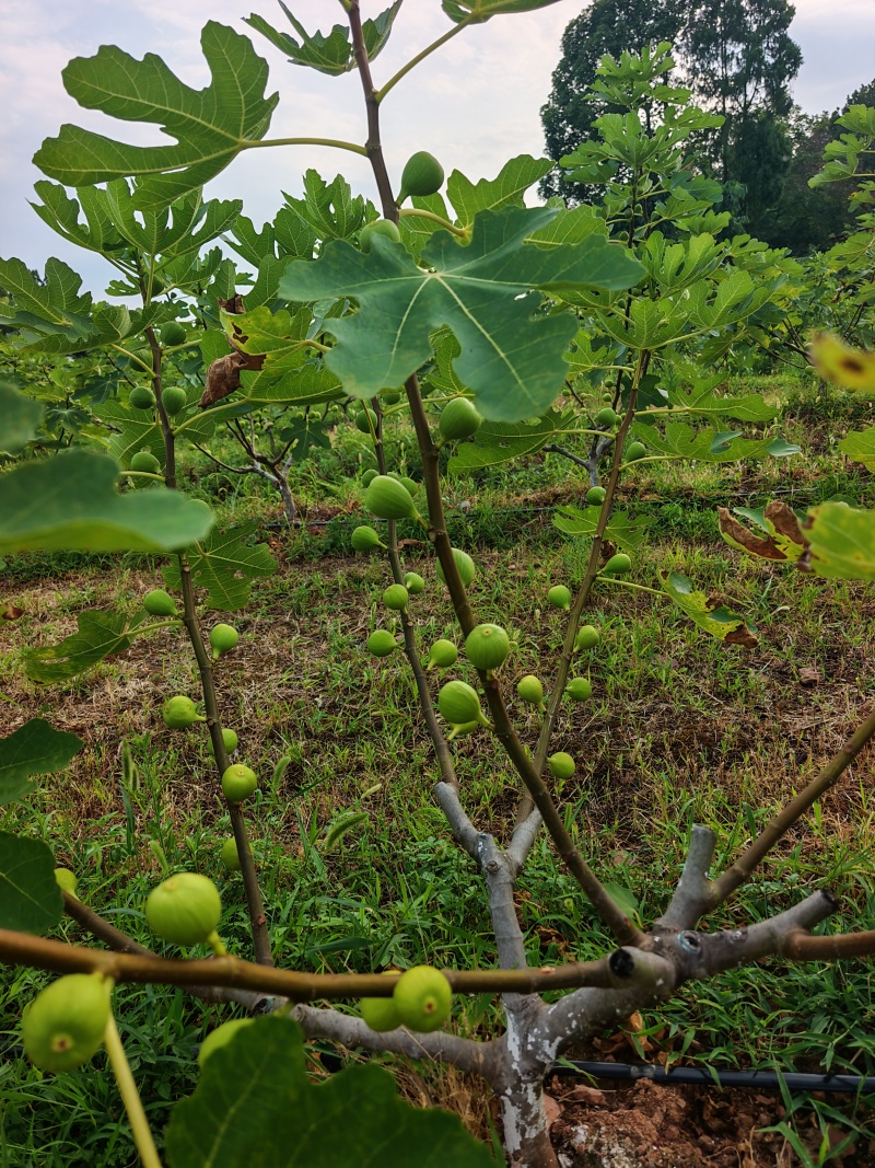 波姬红无花果树苗
