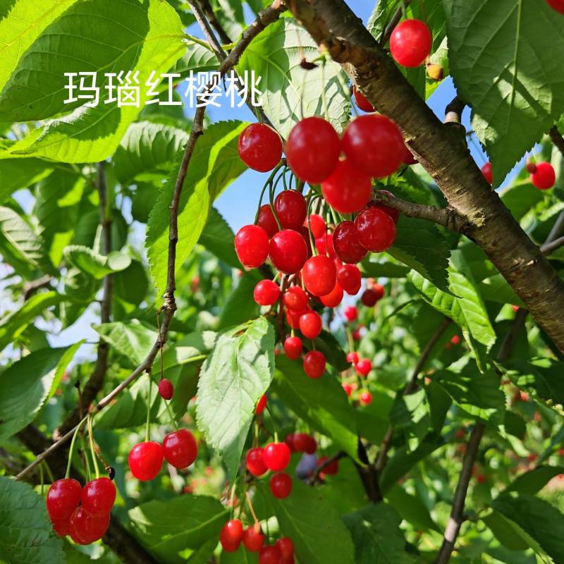 玛瑙红樱桃苗