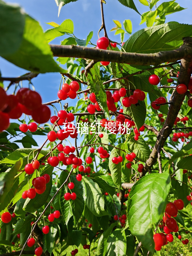 玛瑙红樱桃苗
