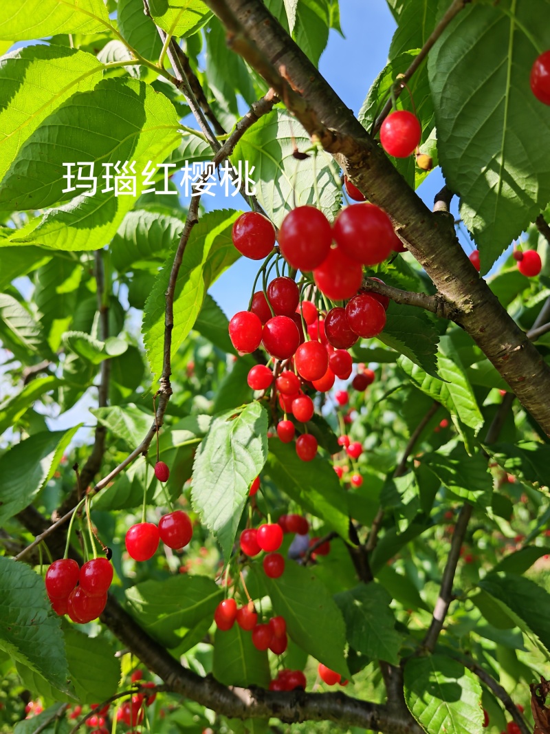 玛瑙红樱桃苗