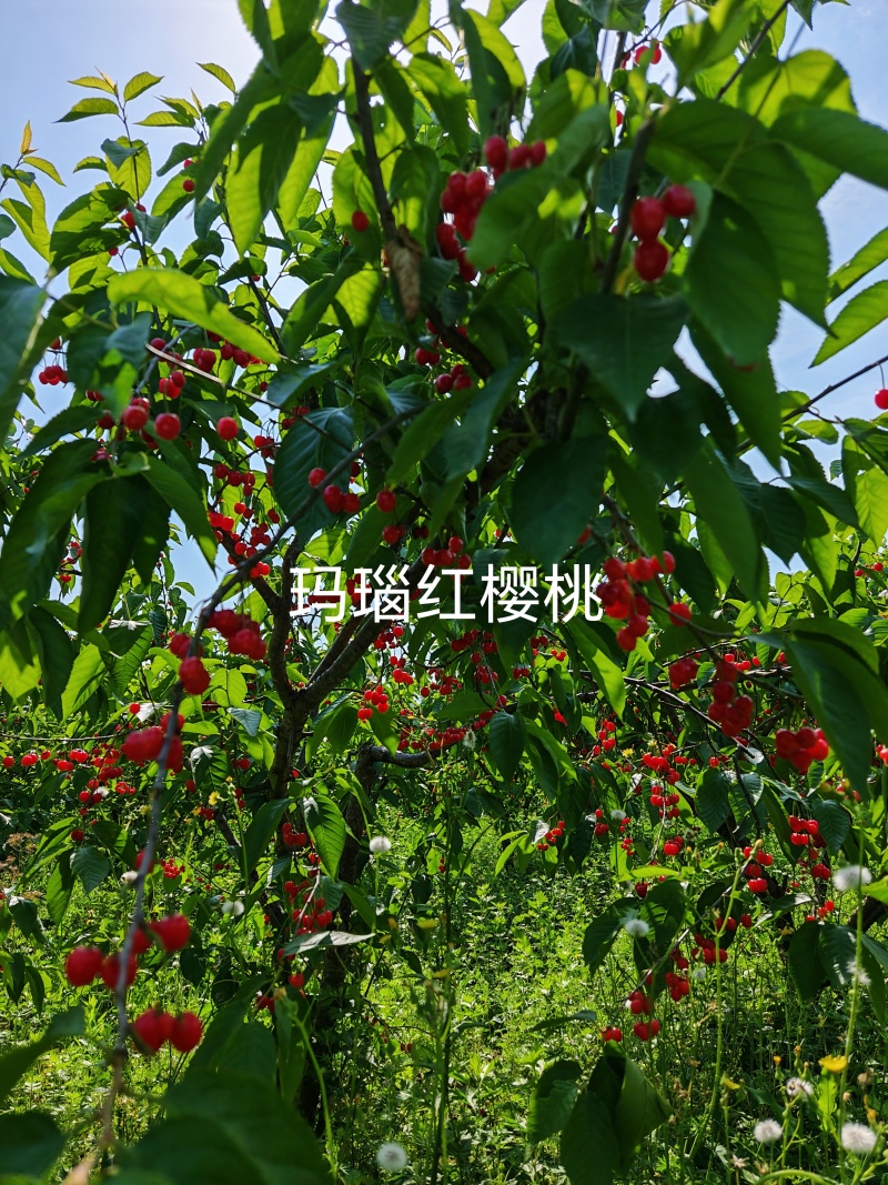 玛瑙红樱桃苗