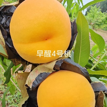 早醒4号黄桃苗，早熟优质