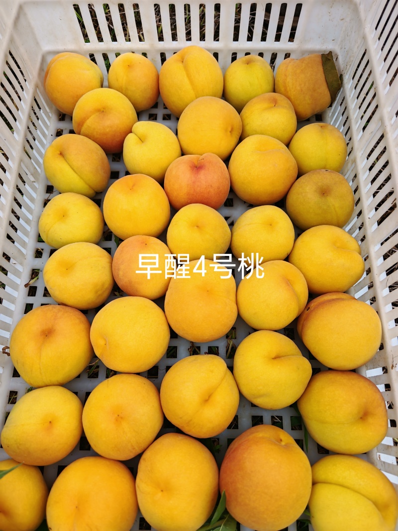 早醒4号黄桃苗，早熟优质