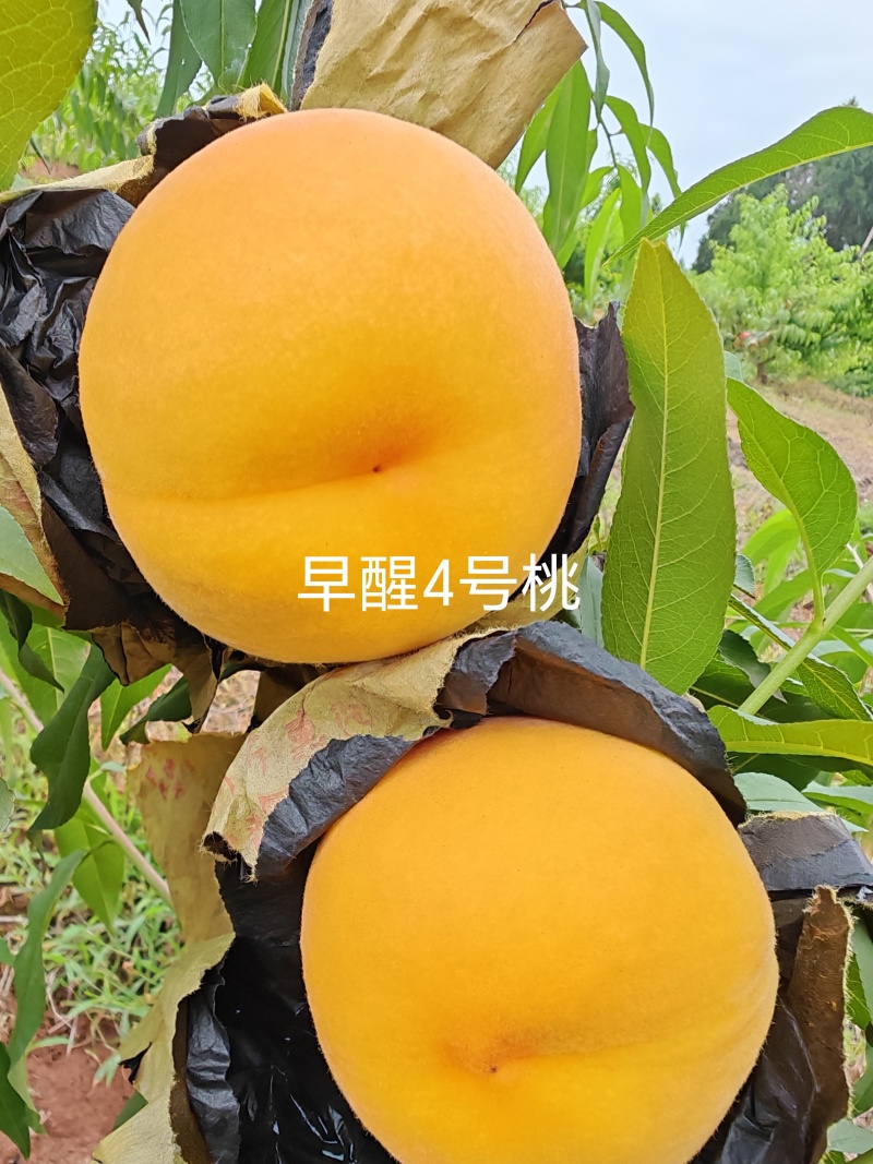 早醒4号黄桃苗，早熟优质