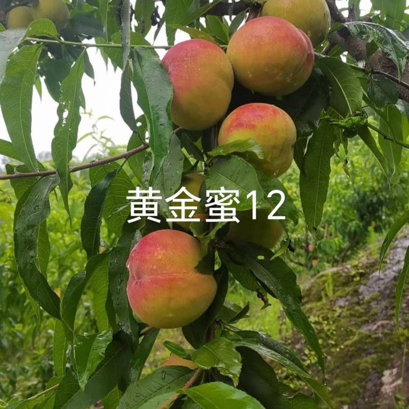 黄金蜜12桃苗，早熟大果型黄桃14，