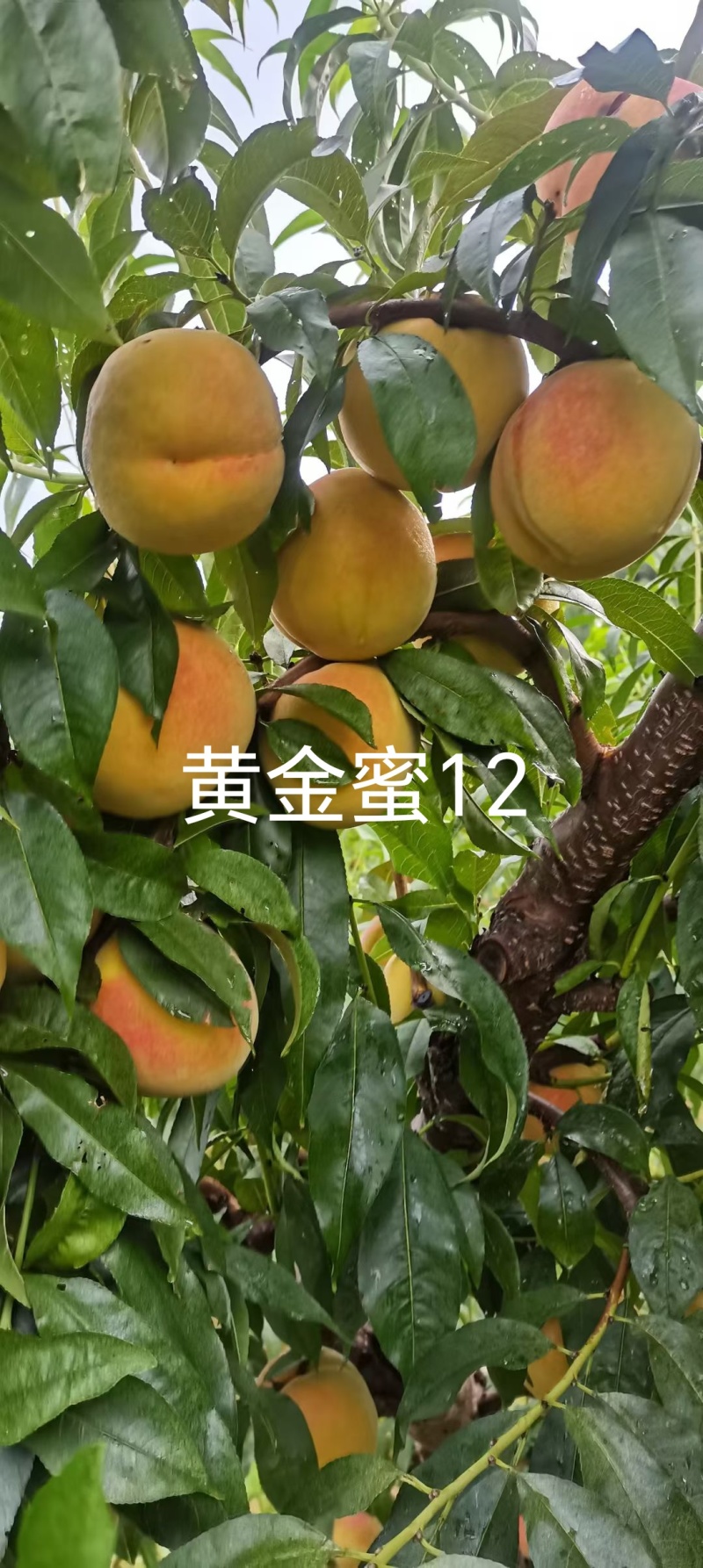 黄金蜜12桃苗，早熟大果型黄桃14，