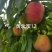 黄金蜜12桃苗，早熟大果型黄桃14，
