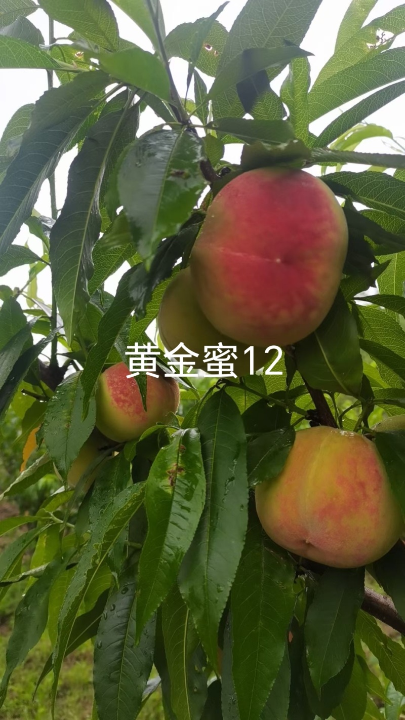 黄金蜜12桃苗，早熟大果型黄桃14，