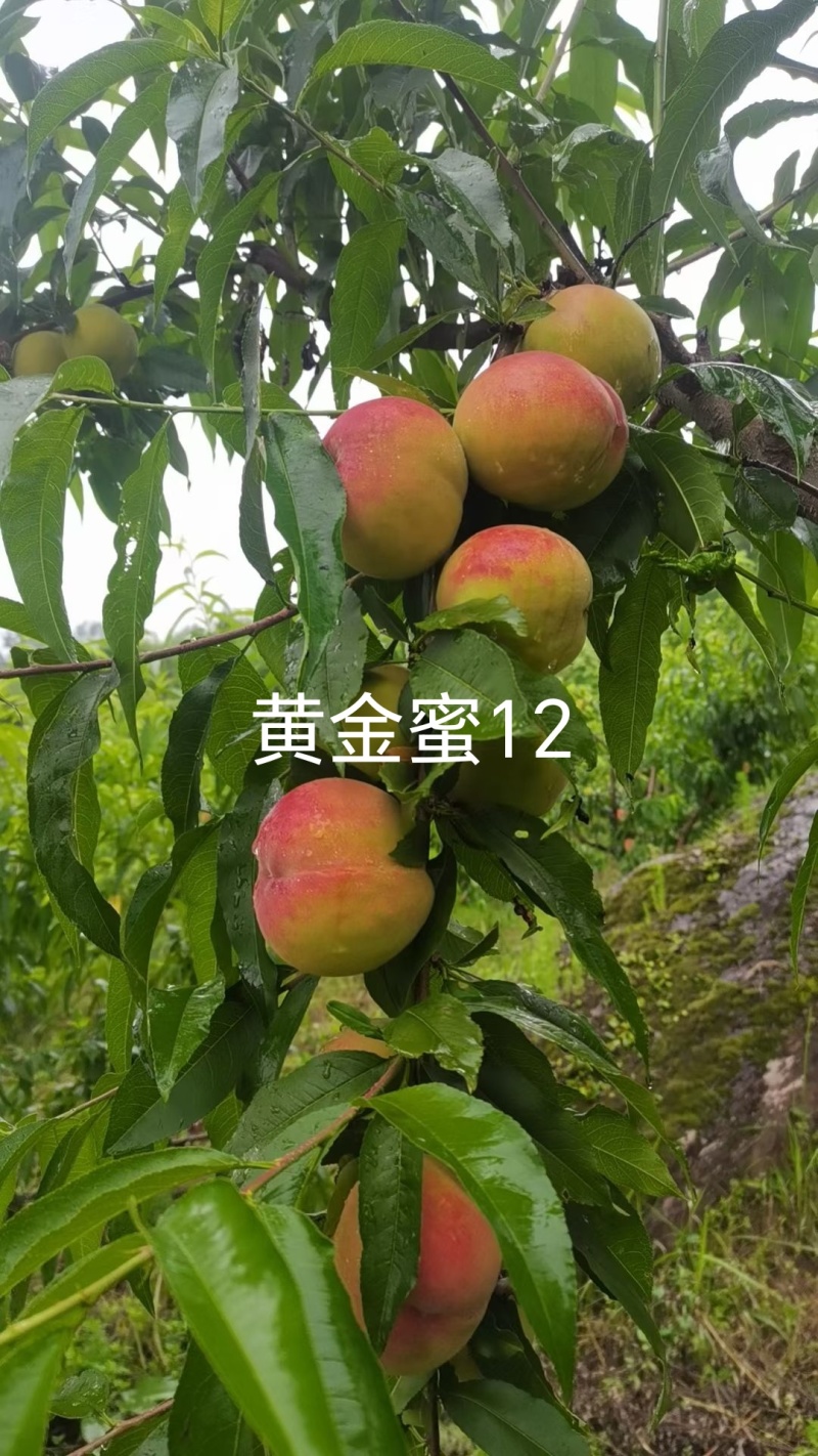 黄金蜜12桃苗，早熟大果型黄桃14，