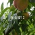 黄金蜜12桃苗，早熟大果型黄桃14，