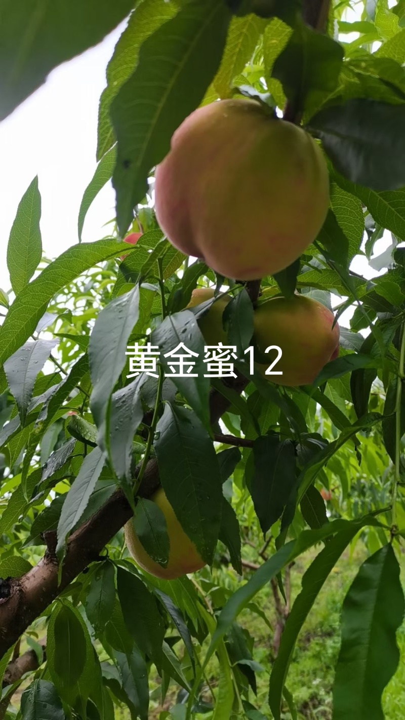 黄金蜜12桃苗，早熟大果型黄桃14，