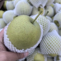 万吨冷库青皇冠白皇冠圆黄