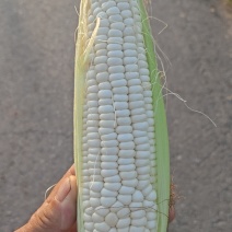 山东海阳甜玉米